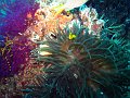  Anemone with protective fish