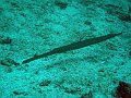 IMG_0207