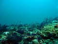  Underwater landscape