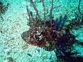  Scorpionfish
