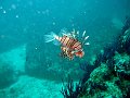  Lionfish