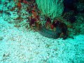  Moray