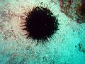  Sea urchin