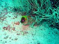  Moray