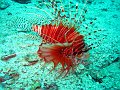  Lionfish