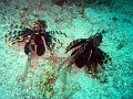  Lionfish x2