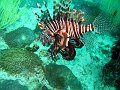  Lionfish