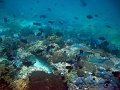  Lots of fish