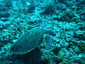  Hawksbill turtle