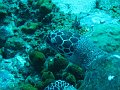  Hawksbill turtle