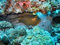  Bluespotted stingray