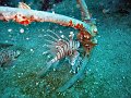  Lionfish at Sugar Wreck