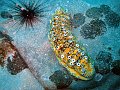  Sea cucumber