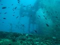  Sugar Wreck - a bit bad vis but lots of life