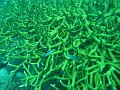  Greenish hard corals