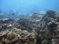  Underwater landscape