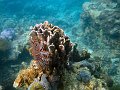  Crownthorned starfish clinging on to coral