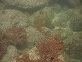  Nice reddish hard corals, and a Long-fin bannerfish